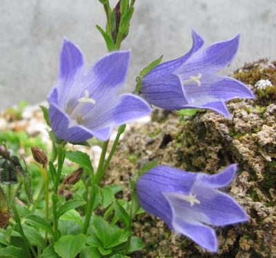 Campanula chamissonis 